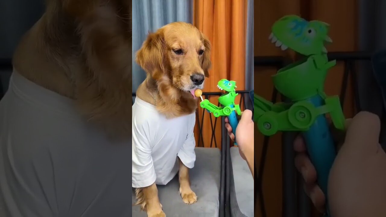 Dog: Just because I'm good-natured doesn't mean I won't bite! funny dog videos