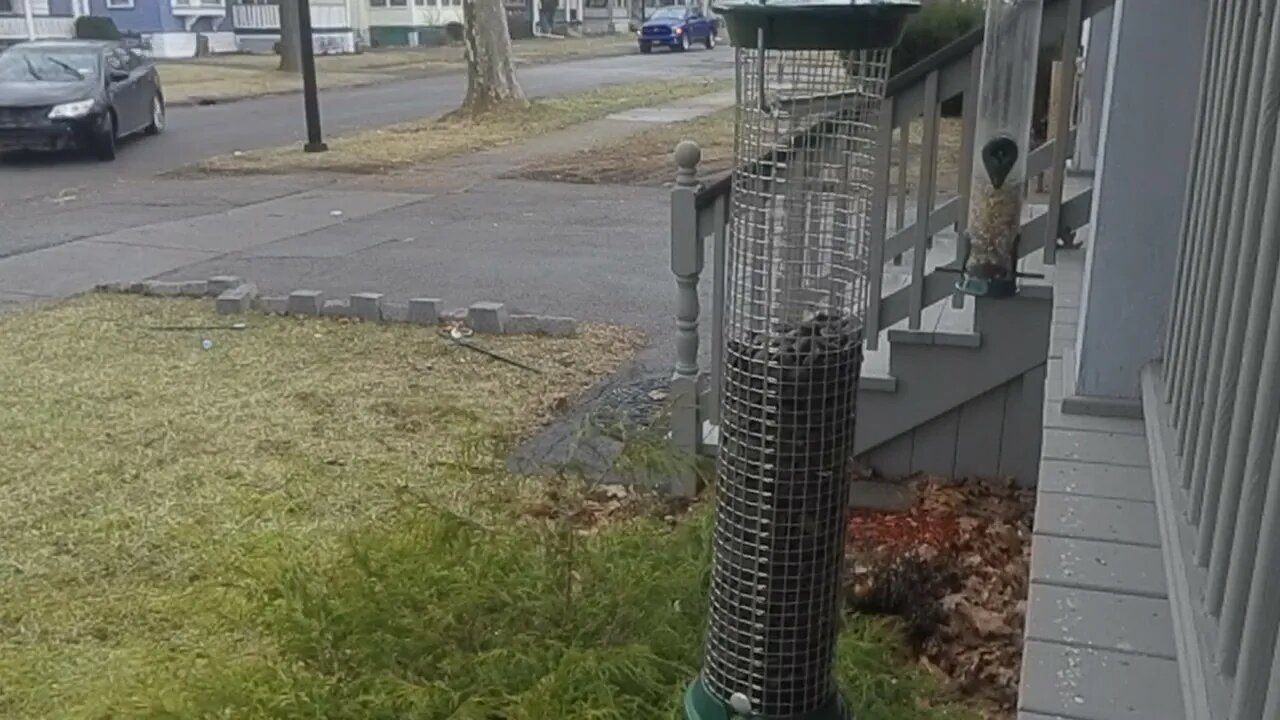 A bird feeder in a Rochester, New York winter