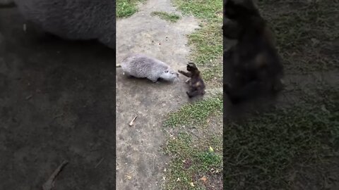 Sure enough, the big guy can always scare the little guy # Animalworld # cat