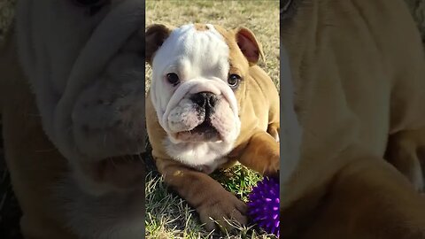 Ollie playing with his new toy