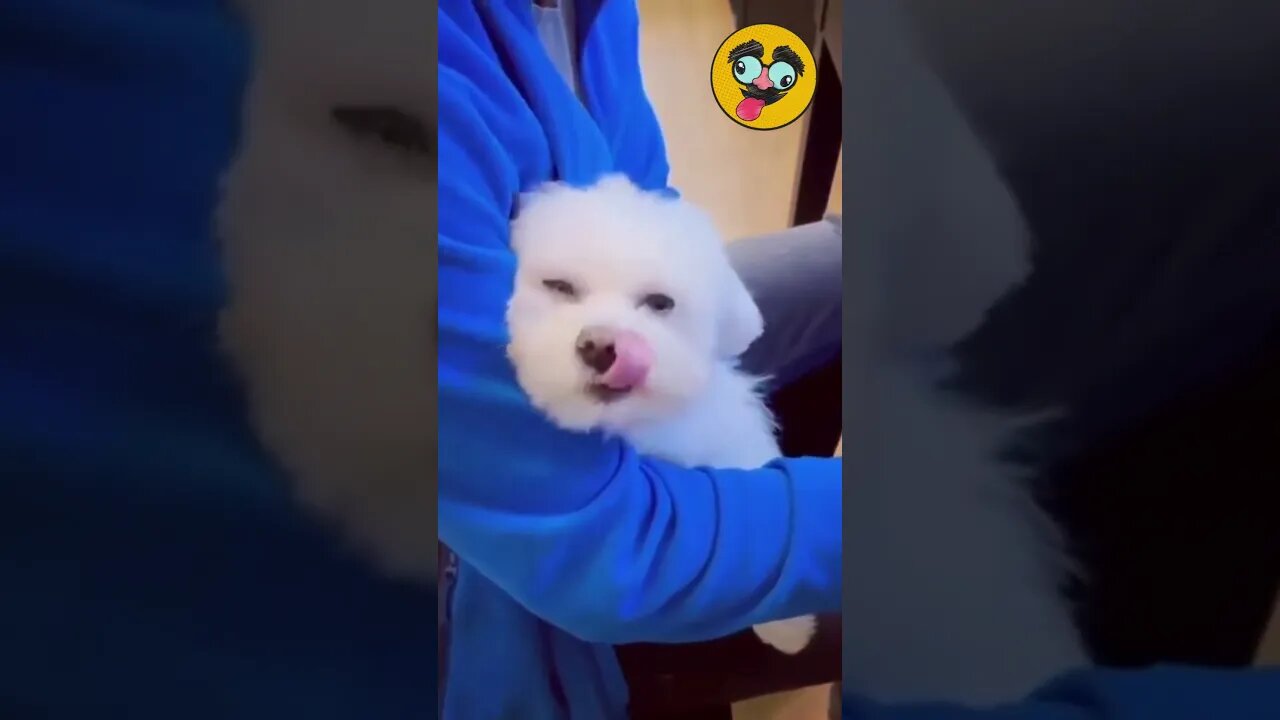 Funny Animals/ Funny Dogs #19 #shorts