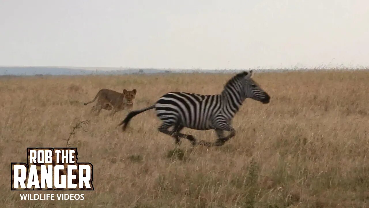 Lionesses Chase Zebra, Watch Buffalo | Lalashe Maasai Mara Safari