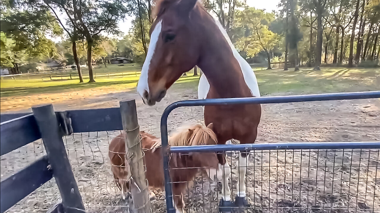 Animal Lover। Animals video। horse feeding and maintenance