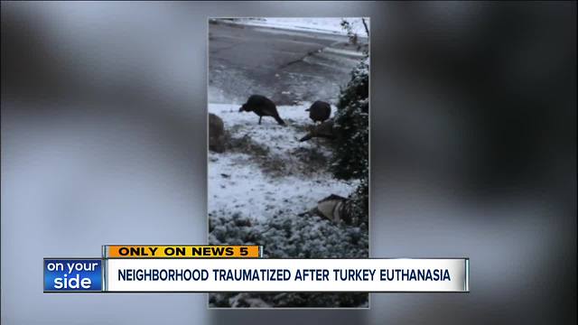 Neighbors cry 'fowl' as troublesome turkeys in Rocky River are euthanized