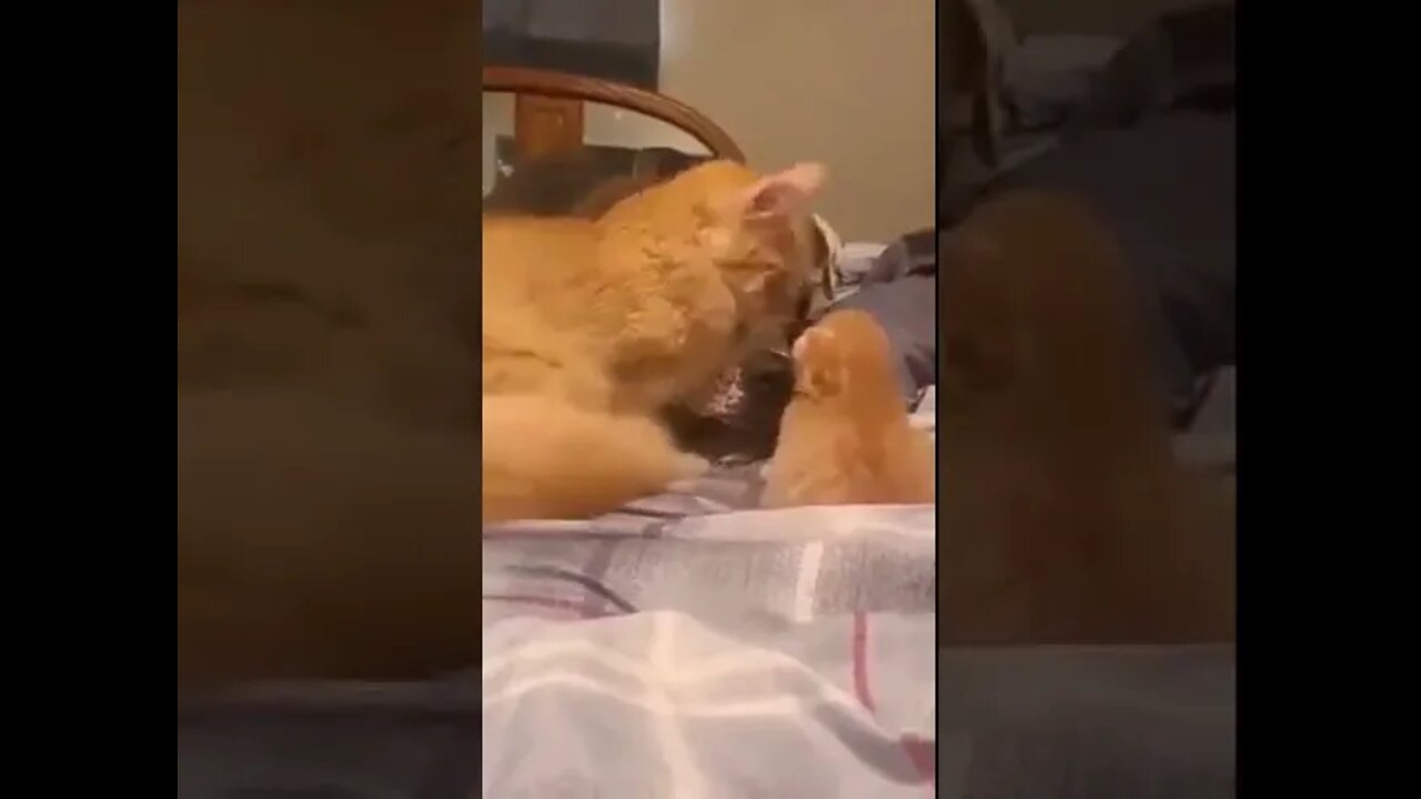 Cat Introduces Kitten To Dog