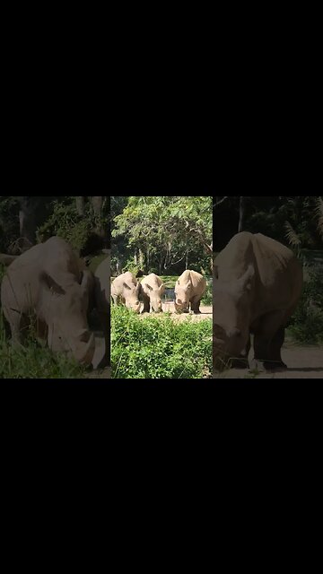 Hakuna Matata... Means No Worries