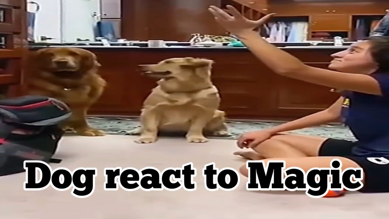 Dog React to Magic