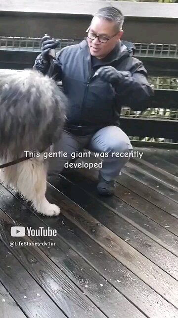 this Dire Wolf is the gentlest giant @Snoqualmie Falls #shorts #short #dog #shortvideo #shortsvideo