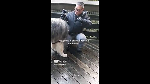 this Dire Wolf is the gentlest giant @Snoqualmie Falls #shorts #short #dog #shortvideo #shortsvideo