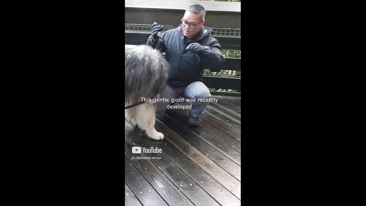 this Dire Wolf is the gentlest giant @Snoqualmie Falls #shorts #short #dog #shortvideo #shortsvideo