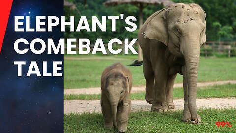 From Rescue to Recovery: Baby Elephant's Miraculous Journey