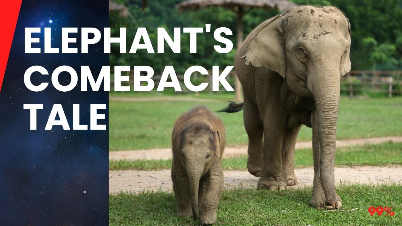 From Rescue to Recovery: Baby Elephant's Miraculous Journey