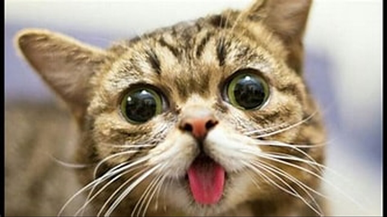 Cats can't ignore these sounds for sure