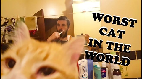 He Is Troy, The Worst Cat In The World