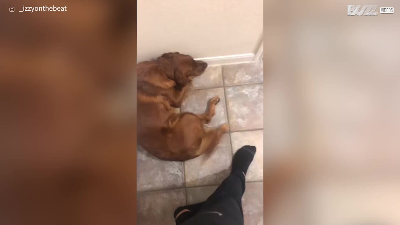 Guilty dog regrets from destroying flip-flop