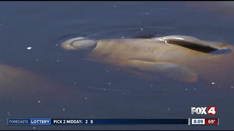 2018 near-record for manatee deaths