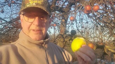 Wild Apple Tree On Public Land #short