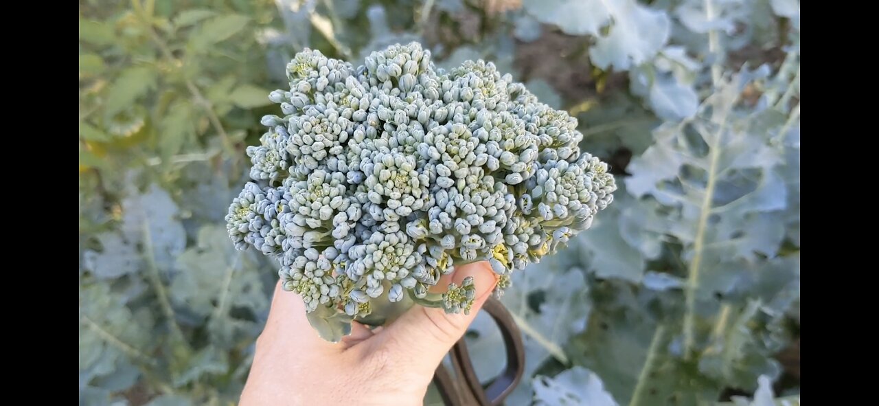 How to Harvest Broccoli. Fall 2023