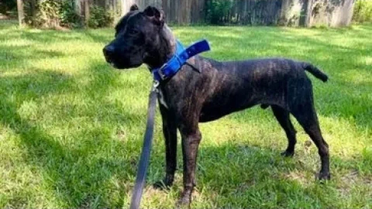 ASC’s Anvil at 10 months (Reptar x Halo)