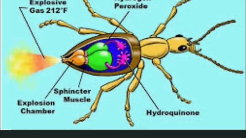 ACID KILLER 🪲 BEETLES 🪲IF YOU NEVER SEEN , THIS BUG BEFORE , it means WE are on a NEW EARTH 🌎