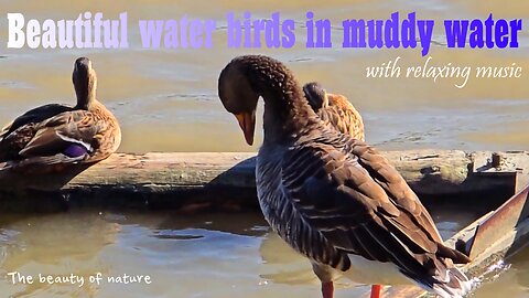 Beautiful water birds in muddy water with relaxing music / beautiful animals by the river.