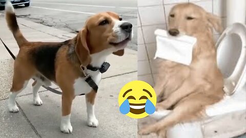 Funniest Animals 2023😍Very Funny Dogs and Cats🤣Cute Video🤣