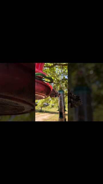 Red, white & blue butterfly