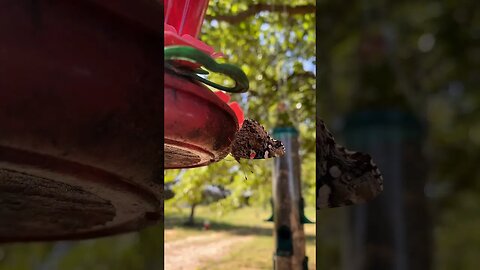 Red, white & blue butterfly