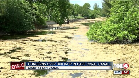 Scum build-up in canal concerns Cape Coral neighbors