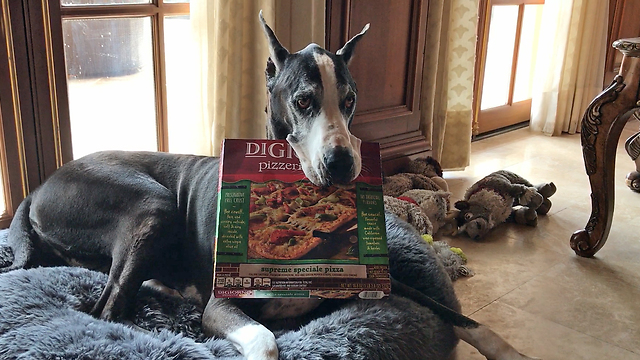 Amazing Great Dane Delivers DiGiorno Pizza in the Rain