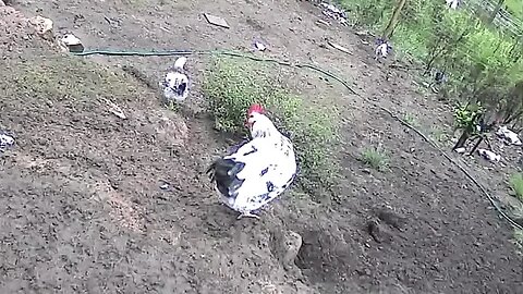 Farm cameras monitoring chickens