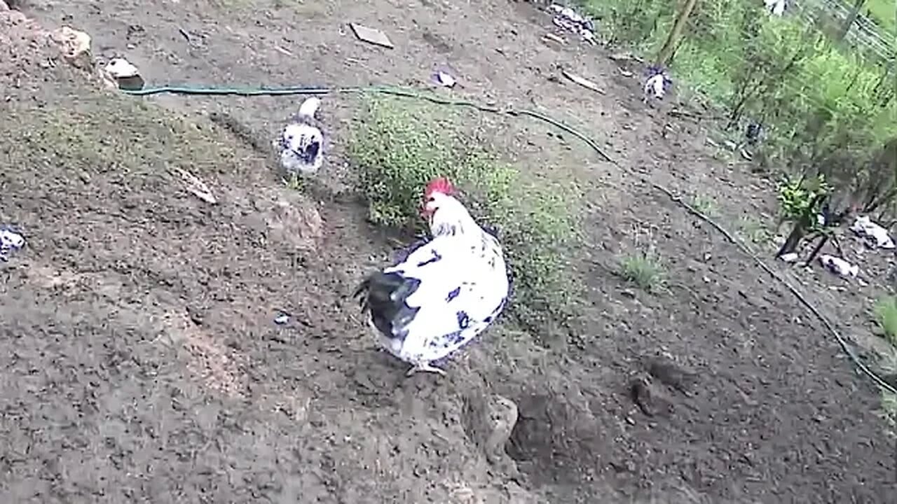 Farm cameras monitoring chickens
