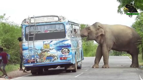 A severe elephant attack on a bus People fall down in fear 9