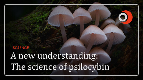 Science | A new understanding: The science of psilocybin