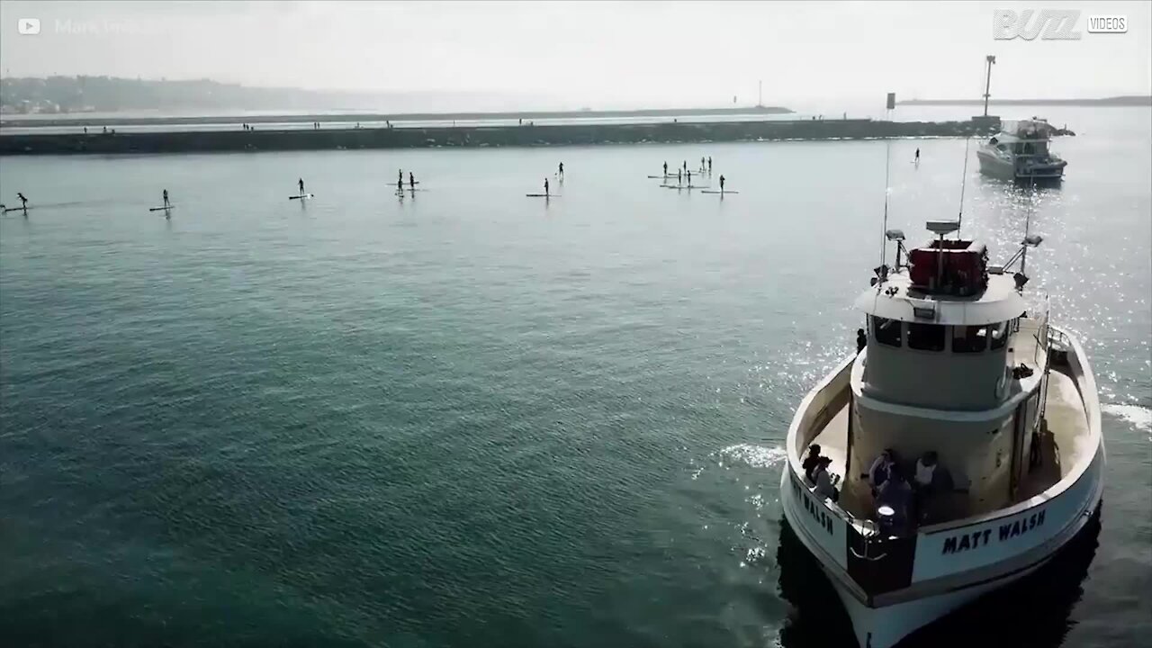 Une baleine grise nage parmi les surfeurs