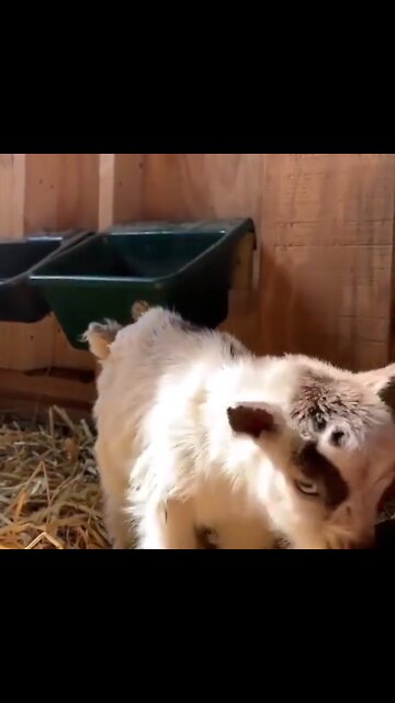 The CUTEST Baby Llama Ever! #llama #animals