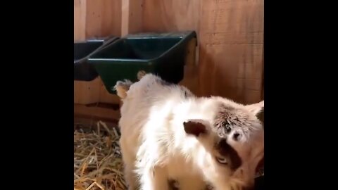 The CUTEST Baby Llama Ever! #llama #animals