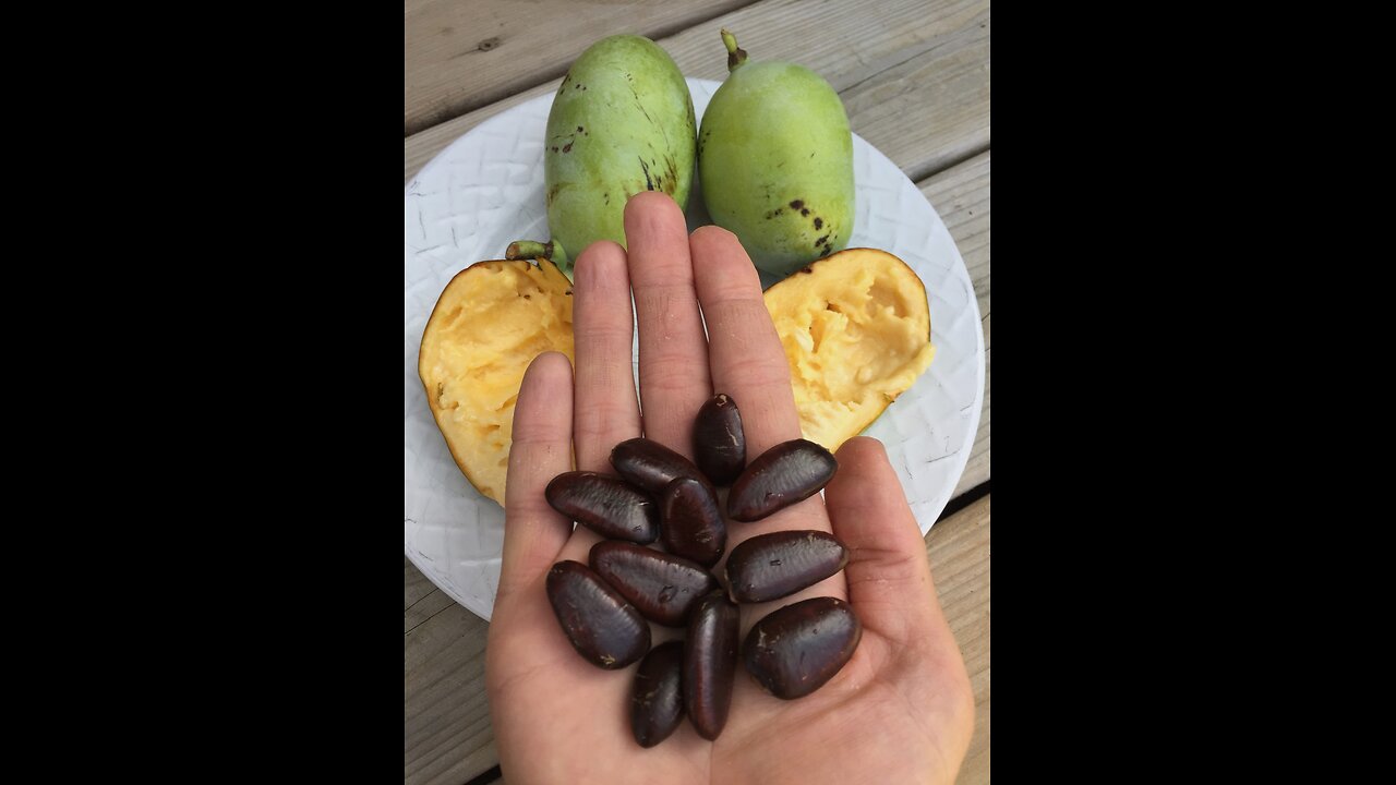 Exploring the many gifts of the PawPaw (Asimina triloba) in Food Forest Design (MM8)