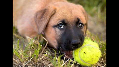 HOW TO CALM AN AGGRESSIVE DOG! simple way