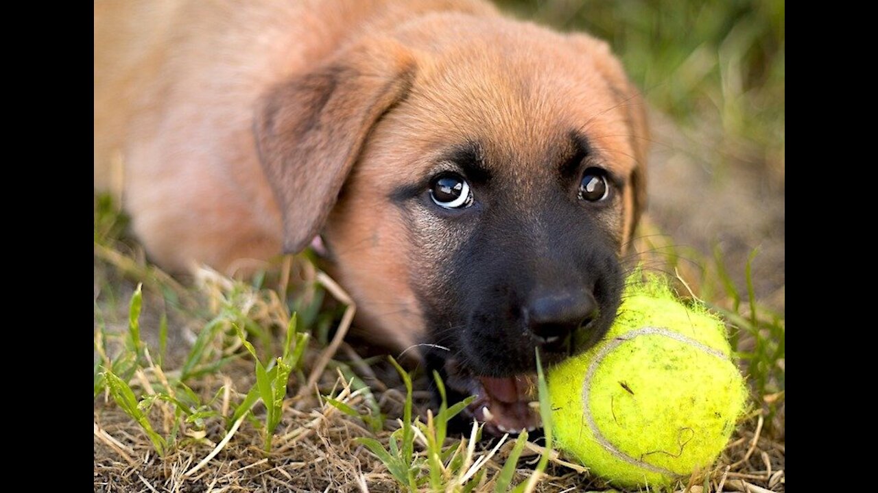 HOW TO CALM AN AGGRESSIVE DOG! simple way