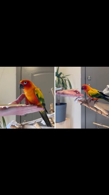How to train your parrot using a target & clicker