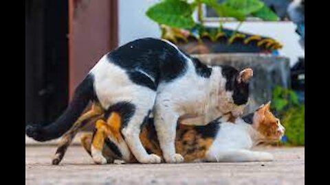 Cats mating. Cat "revives" and mates his girlfriend.