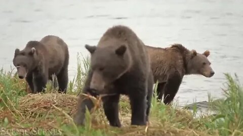 Animal ~ Families ~ 4k ~ ~ Adorable ~ Scenes ~ Of ~ Wild ~ Animal ~ Families ~ Scenic Relaxation