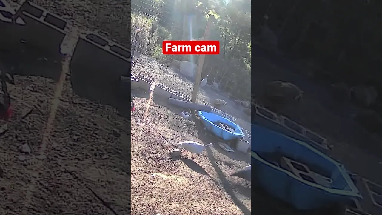 Monitoring Farm Animals