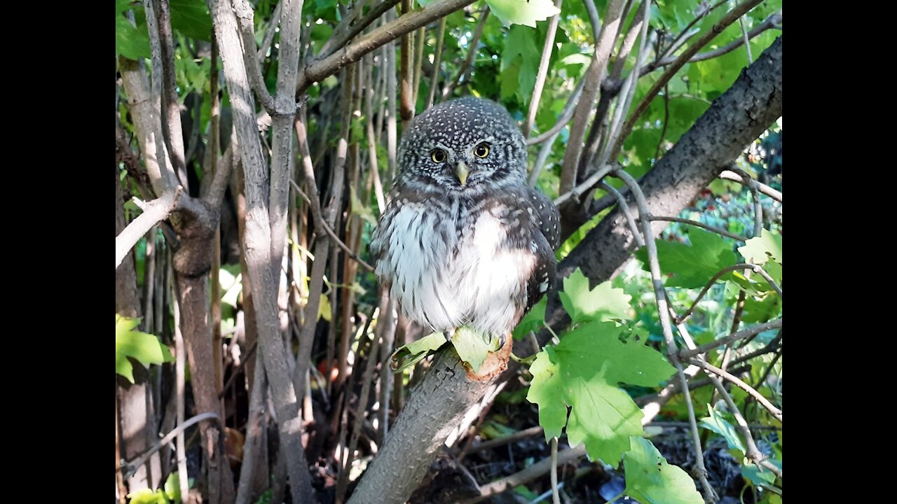 Pygmy owl