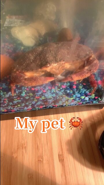 My pet crab