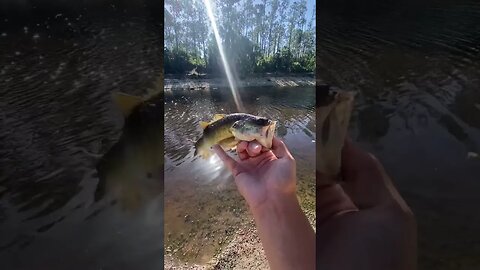 Largemouth bass on custom senko!