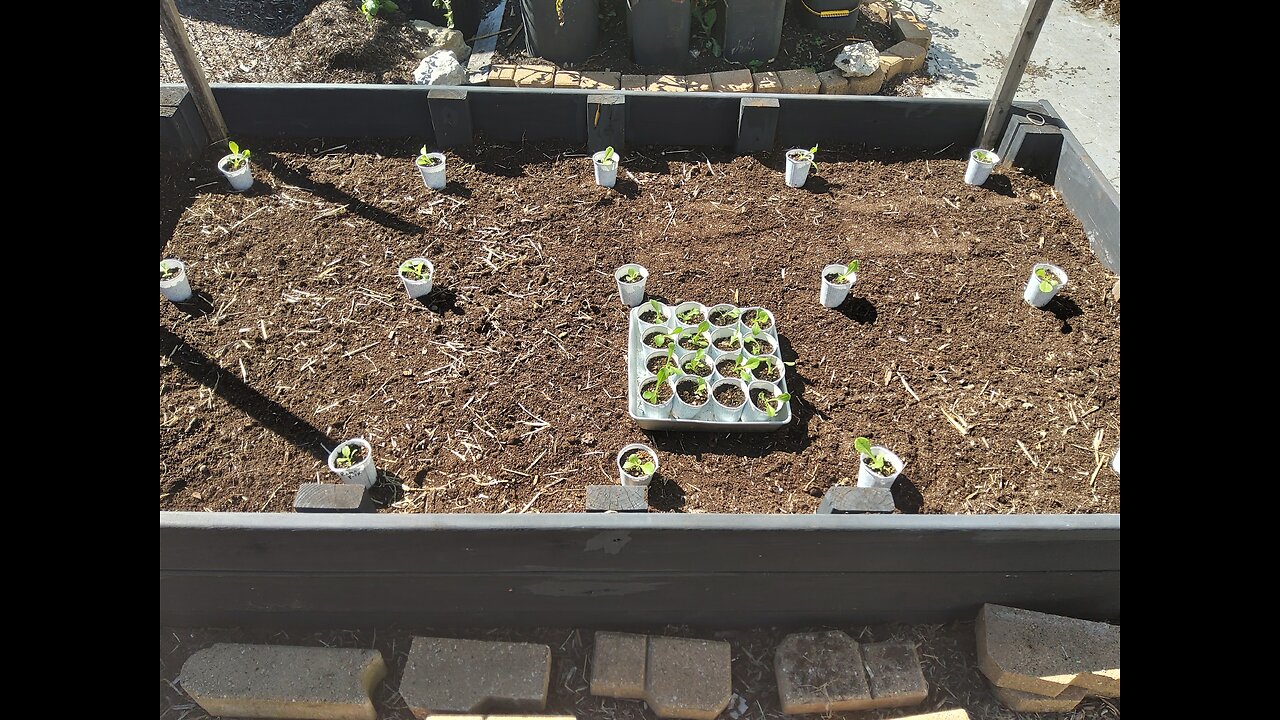 Planting Fall Lettuce 9/2/24