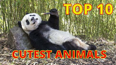 Cutest animals in the World - TOP 10 Animals