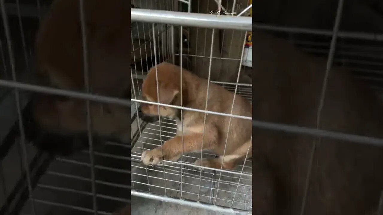 Saved a puppy that was locked in a cage for a long time by its owner